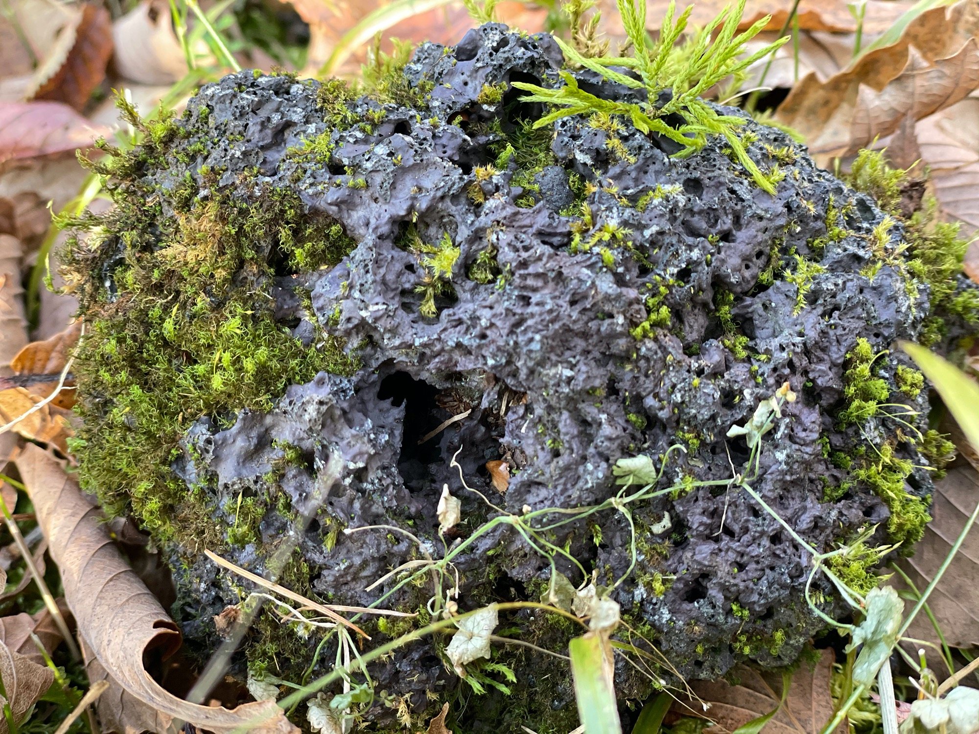 Moss and grasses colonising a porous black volcanic rock.