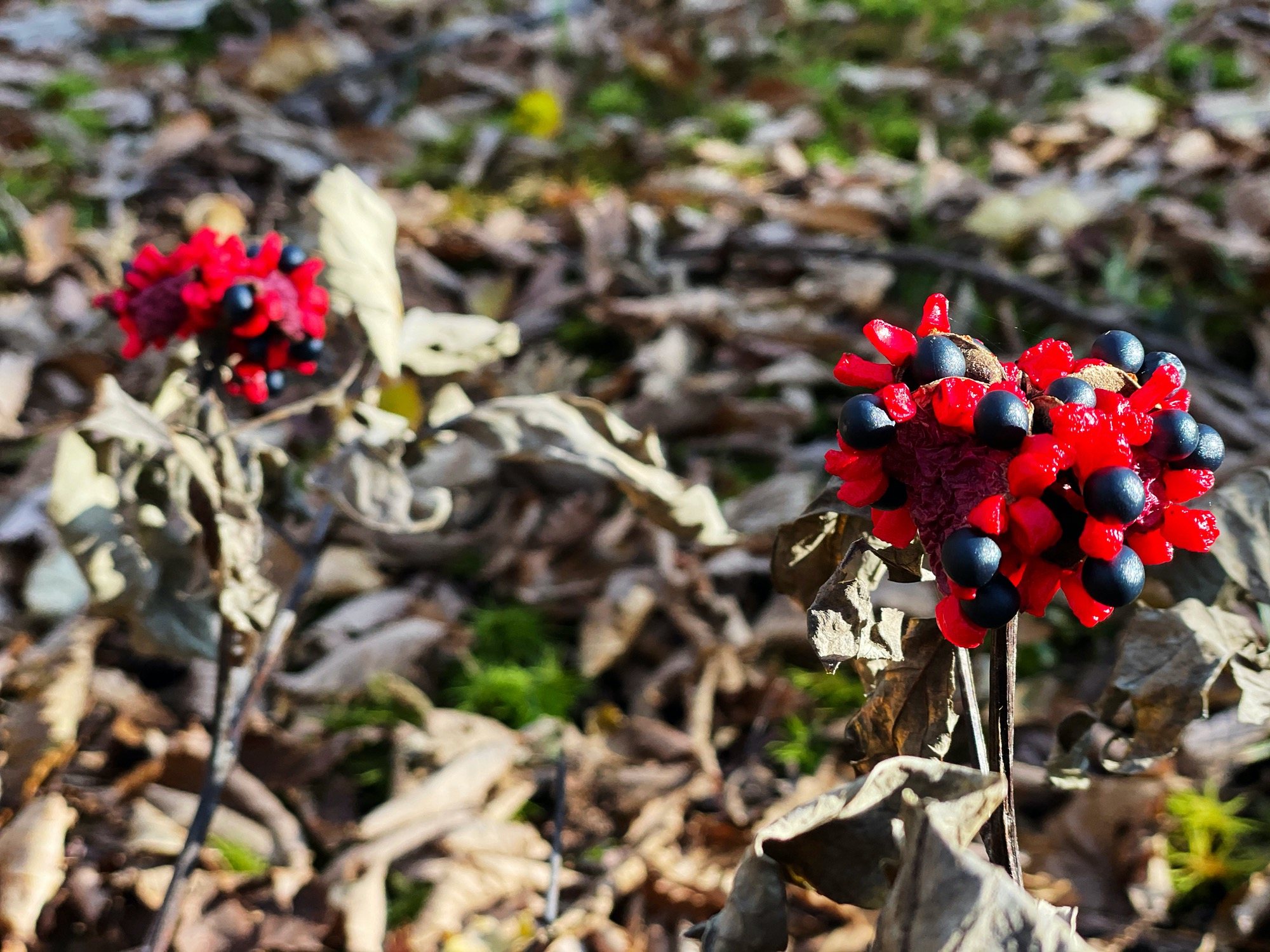 Clusters of scarlet berries among the leaf litter.