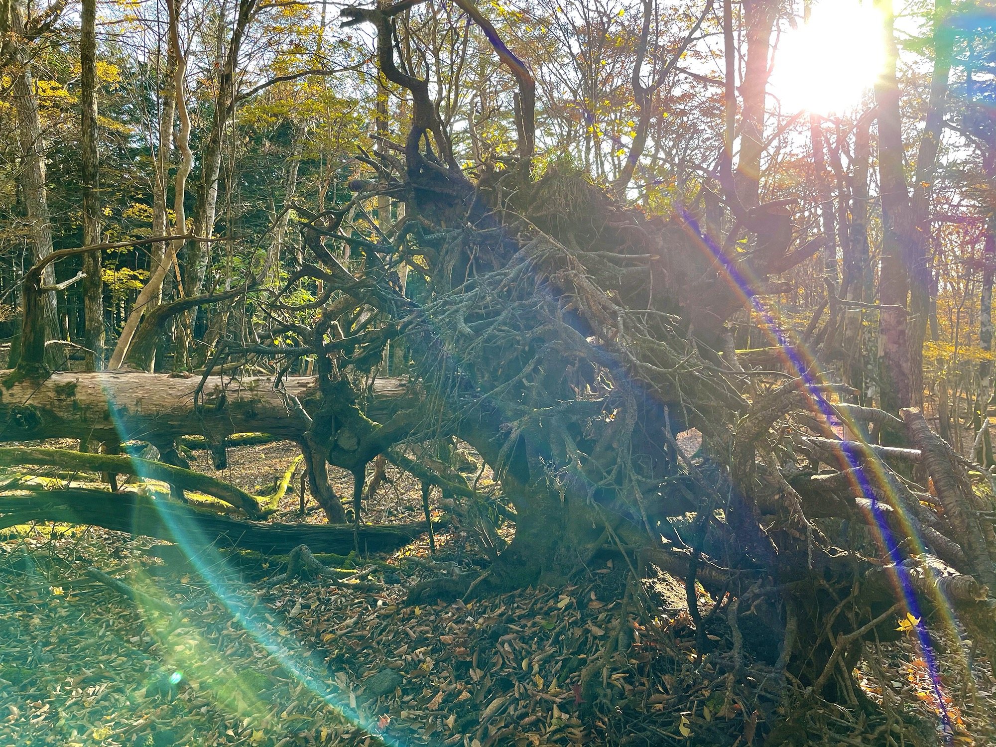 The roots of a fallen giant, backlit by the low morning sun.