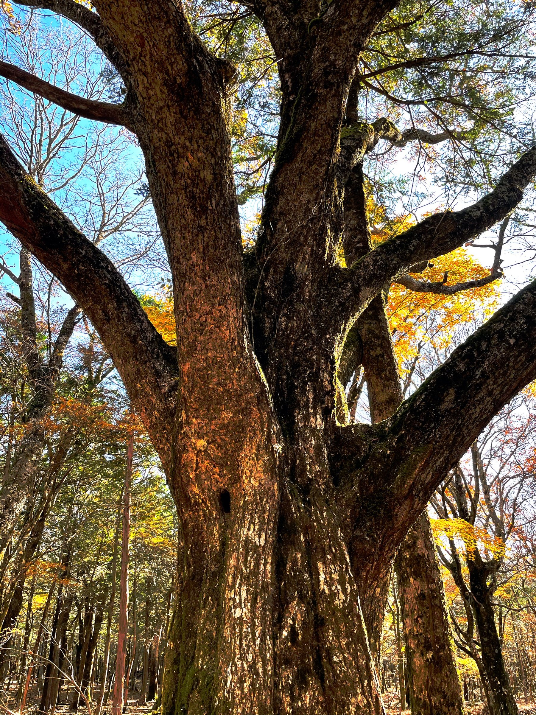 A great gnarled trunk reaching into a blue autumn sky.