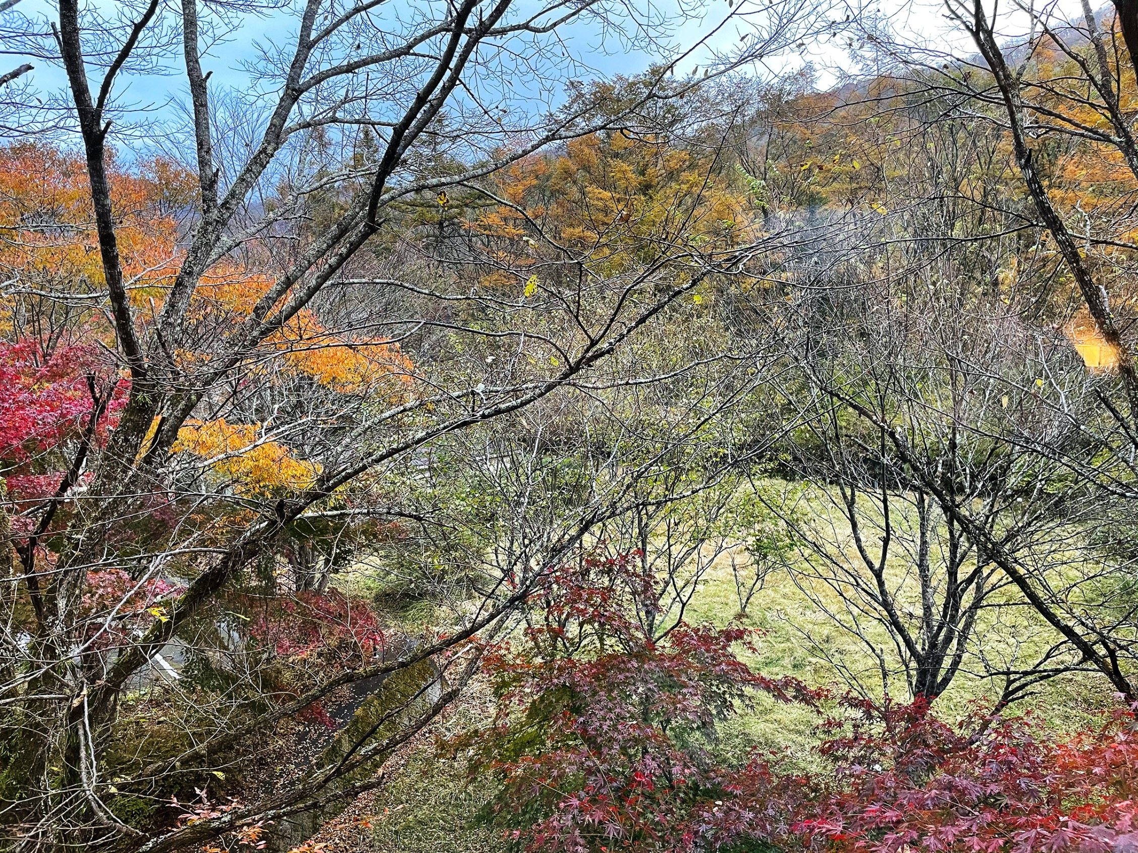 The view from the hotel: maples in red and gold across the slope.