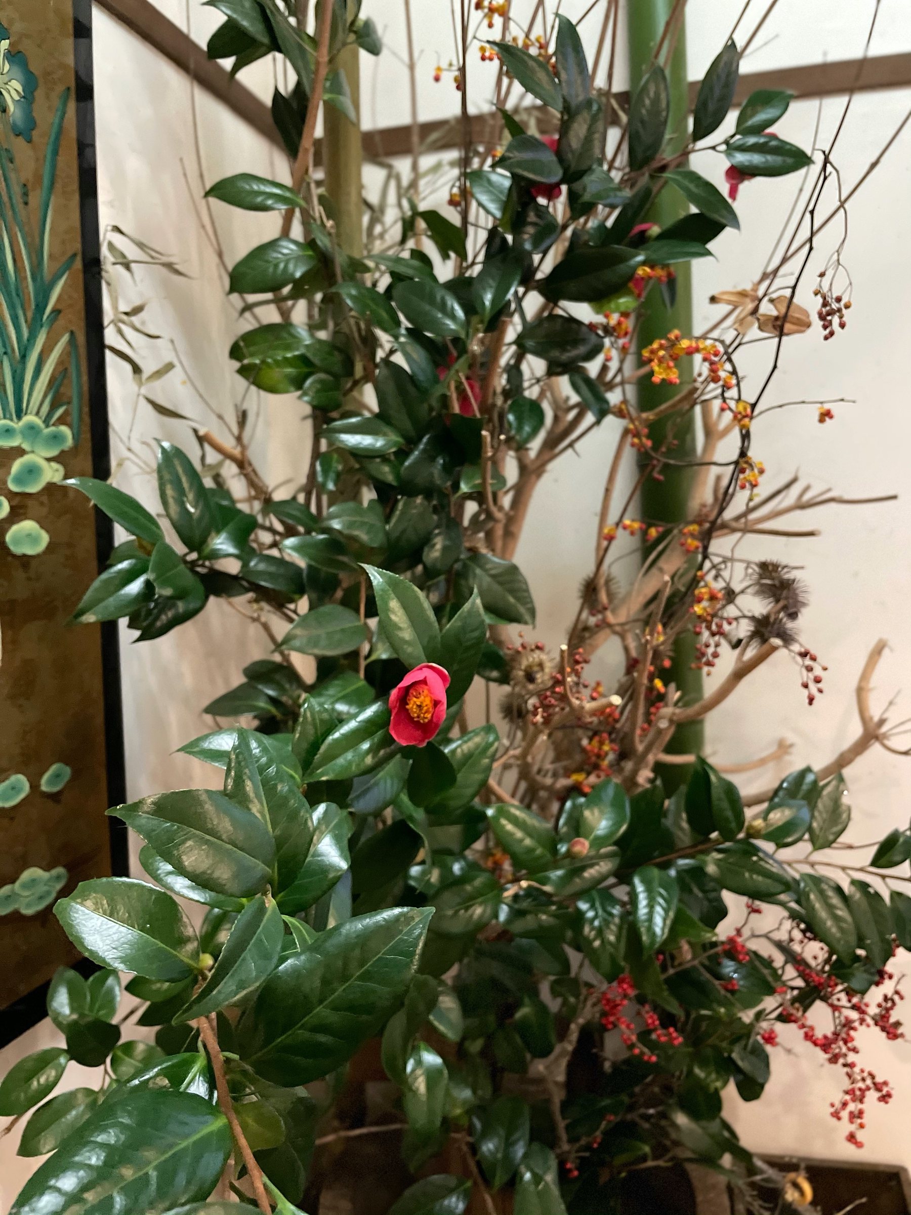 Glossy-leaved mountain camellia in bloom.