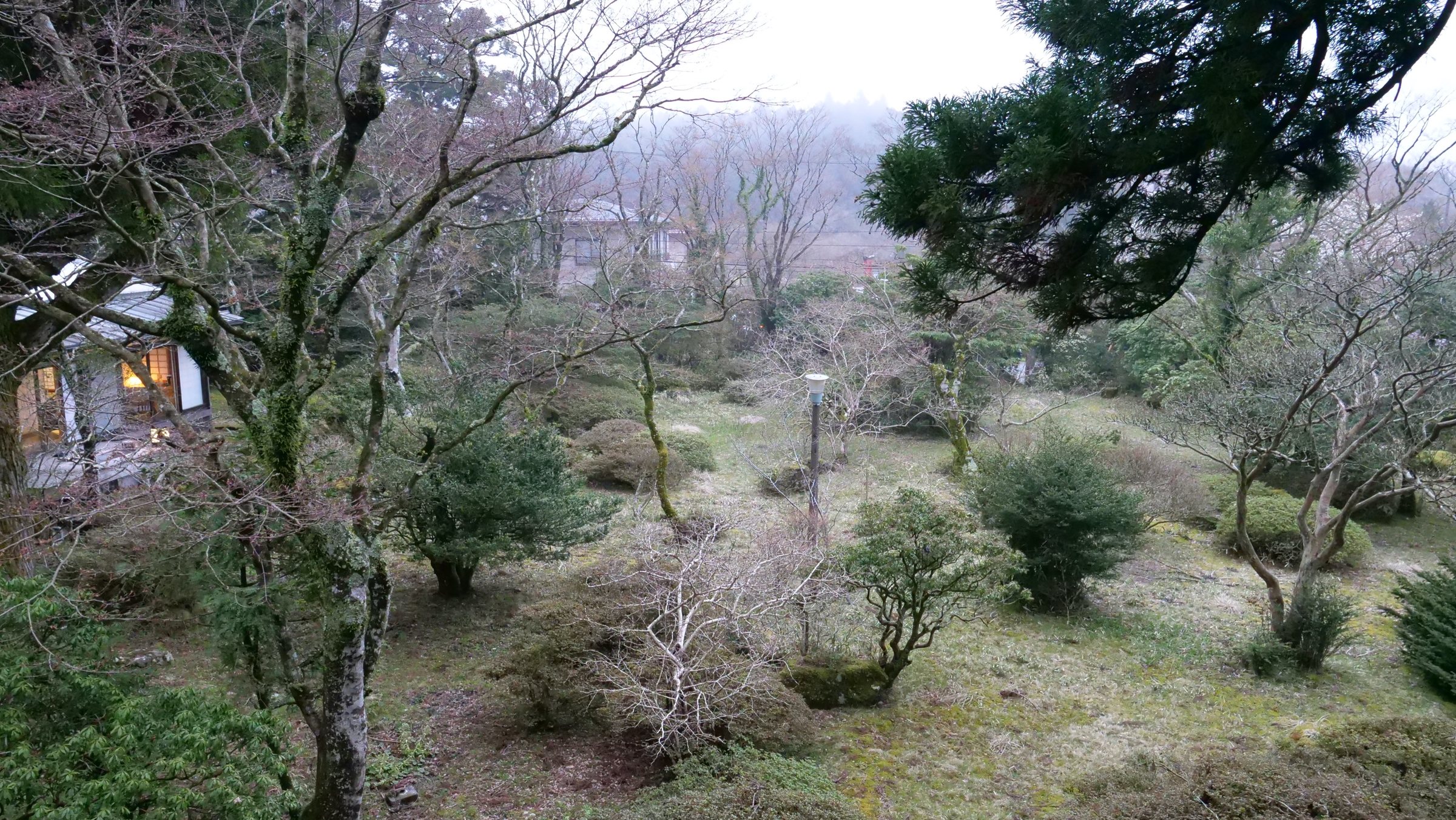 The garden from above: clipped shrubs, pines and a lamp post.