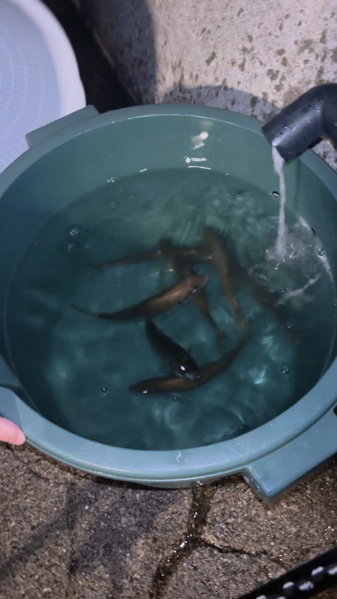 The evening's catch in a bucket.